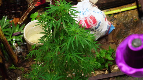 Marijuana-as-an-ornamental-plant-in-homes-in-Koh-Phi-Phi,-Thailand