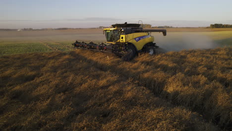 Low-aerial-sunset-view-of-yellow-combine-harvester-harvesting-canola-crops