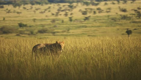 Toma-En-Cámara-Lenta-De-Un-Hermoso-León-Merodeando-Por-Los-Pastizales-Al-Atardecer,-Vida-Silvestre-Africana-En-La-Reserva-Nacional-Masai-Mara,-Kenia-Big-5,-Turismo-Africano-Para-Ver-Animales-De-Safari