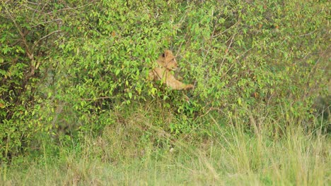 Slow-Motion-Shot-of-Young-lion-hiding-in-bushes-for-shelter-to-camouflage,-deep-in-lush-African-nature-in-Maasai-Mara-National-Reserve,-Kenya,-Africa-Safari-Animals-in-Masai-Mara-North-Conservancy