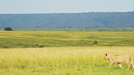 Slow-Motion-Shot-of-African-Wildlife-in-lush-luscious-Maasai-Mara-National-Reserve,-peaceful-scenery-on-safari-holiday-tour,-Kenya,-Africa-Safari-Animals-in-Masai-Mara-North-Conservancy