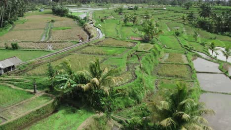 Aerial-flyover-flooded-plantation-fields-with-flying-white-birds-in-the-air-during-sunny-day-on-Bali-Island