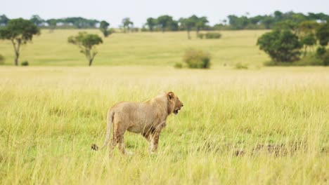Slow-Motion-Shot-of-Wide-open-Masai-Mara-savannah,-lion-walking-searching-for-prey,-predator-looking-to-hunt,-African-Wildlife-ecosystem-protection-in-Maasai-Mara,-Kenya,-Africa-Safari-Animals