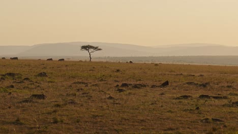 Slow-Motion-of-Masai-Mara-Savannah-Landscape-Scenery,-Africa-Savanna-Plains-and-Acacia-Tree-in-Golden-Orange-Sunset-Light,-Driving-Through-African-Maasai-Mara-Scene-in-Gimbal-Tracking-Shot