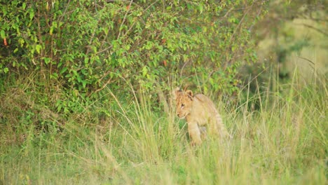 Toma-En-Cámara-Lenta-De-Un-León-Joven-Escondido-En-Arbustos-Como-Refugio-Para-Camuflarse,-En-Lo-Profundo-De-La-Exuberante-Naturaleza-Africana-En-La-Reserva-Nacional-De-Masai-Mara,-Kenia,-Animales-De-Safari-Africanos-En-La-Conservación-Del-Norte-De-Masai-Mara