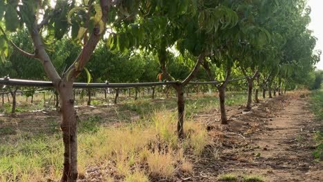 Drip-irrigation-system-on-the-fruit-trees