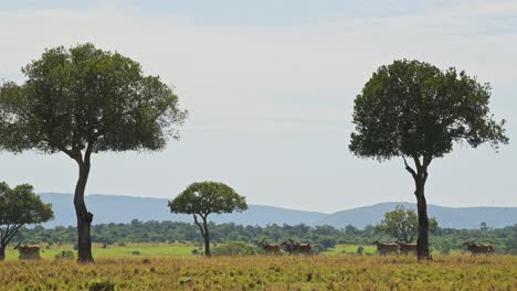 Zeitlupenaufnahme-Einer-Weitwinkel-Savannenlandschaft,-Afrikanische-Tierwelt-Im-Masai-Mara-Nationalreservat,-Kenia,-Afrikanische-Safaritiere-Im-Naturschutzgebiet-Masai-Mara-North