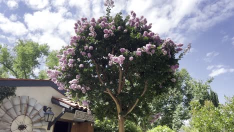 beautiful-pink-flower-tree,-blossom-tree,-push-in-shot,-rhododendron,-cinematic-steady-movement,-mardi-grass,-sedona,-crape-myrtle-tree,-vivid-color,-scenic,-flowers,-beautiful,-calm,-blue-sky,-garden