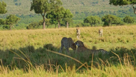 Zeitlupe-Einer-Gepardenfamilie-Mit-Mutter-Und-Jungen,-Die-Sich-Bei-Heißem-Wetter-An-Einem-Sonnigen-Tag-In-Afrika-Im-Schatten-Ausruht,-Afrikanische-Wildtiersafaritiere-In-Der-Masai-Mara,-Kenia-In-Der-Savanne-Mit-Langem-Gras