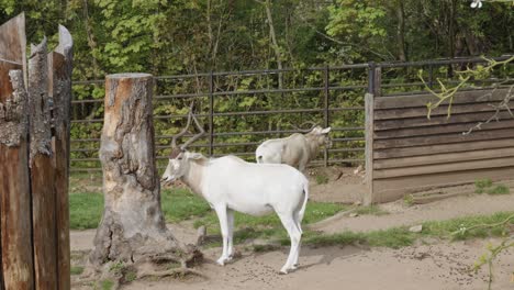 Addax-Screwhorn-Antelope-Native-To-The-Sahara-Desert-In-Prague-Zoo,-Czech-Republic