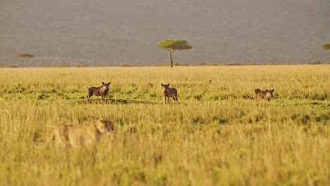Slow-Motion-of-Animals-Hunting,-Cheetah-and-Warthog-on-a-Hunt-in-Africa,-African-Wildlife-in-Masai-Mara-Safari,-Kenya-in-Maasai-Mara,-Amazing-Animal-Behaviour-in-Beautiful-Golden-Sun-Light