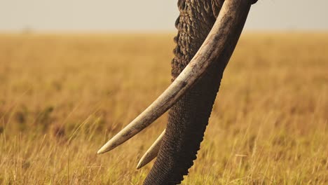 Slow-Motion-of-African-Elephant-Big-Tusks-and-Trunk-Close-Up,-Africa-Animal-in-Masai-Mara,-Kenya,-Wildlife-Ivory-Trade-Concept,-Large-Male-Bull-on-Safari-in-Kenyan-Maasai-Mara-National-Reserve