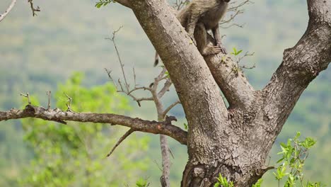 Slow-Motion-Shot-of-Baboon-climbing-up-tree-for-better-sight-watching-lookout-over-the-masai-mara-north-conservancy,-African-Wildlife-in-Maasai-Mara-National-Reserve,-Africa-Safari-Animals-in-Kenya