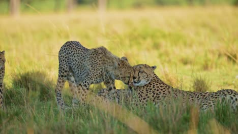 Slow-Motion-of-Cute-Cheetah-Mother-Cub,-Affectionate-Animals-in-Moment-Between-Young-Baby-and-Mum,-Caring-For-and-Looking-After-Her-Baby-in-Masai-Mara,-Kenya,-Africa,-African-Wildlife-Safari