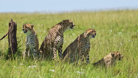 Group-of-Cheetahs-using-acacia-tree-for-shade,-cooling-off-from-bright-Masai-Mara-sun-African-Wildlife-in-Maasai-Mara-National-Reserve,-Kenya,-Africa-Safari-Animals