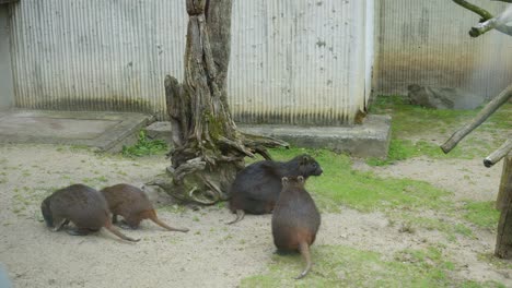 Familia-Del-Diablo-De-Tasmania-En-El-Zoológico-De-Praga.