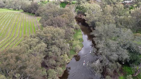 Three-Kayak-Competitors-Paddling-Down-The-Swan-River-Perth,-Australia---Avon-Descent-Boat-Race