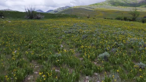 Campo-De-Flores-Silvestres-Amarillas-En-Impresionantes-Montañas-De-Ogden,-Utah---Paisaje-Aéreo