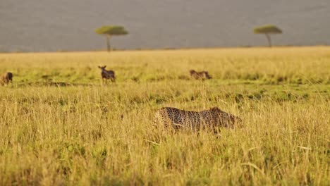 Cámara-Lenta-De-Guepardo-Cazando-Jabalíes-En-Una-Cacería-En-África,-Animales-Salvajes-Africanos-En-Masai-Mara,-Kenia,-Acechando-En-La-Larga-Hierba-De-La-Sabana-En-Un-Safari-En-Masai-Mara,-Increíble-Comportamiento-Animal