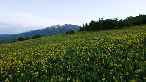 Breathtaking-Yellow-Wildflower-Field-in-Utah-Wasatch-Mountains,-Aerial-Drone-Flight