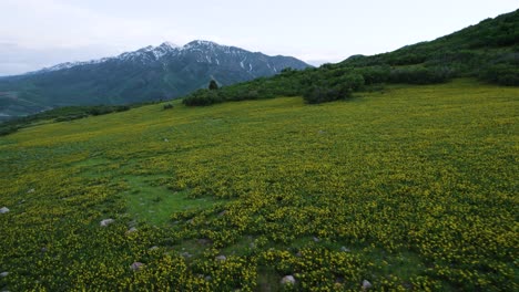 Blühende-Und-Blühende-Gelbe-Wildblumenwiese-In-Den-Bergen-Von-Utah,-Atemberaubende-Luftlandschaft
