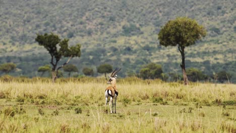 Gazelle,-Antilope,-Die-Still-Steht-Und-Ihren-Schwanz-In-Einer-Beruhigenden-Szene-Bewegt,-Afrikanische-Tierwelt-Im-Masai-Mara-Nationalreservat,-Kenia,-Afrikanische-Safaritiere-Im-Naturschutzgebiet-Masai-Mara-Nord