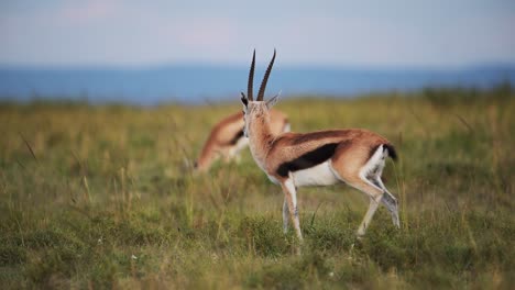 Zeitlupenaufnahme-Einer-Thomson-Gazelle,-Die-Durch-Die-Savanne-Läuft,-Mit-Sanften-Hügeln-Im-Hintergrund,-Afrikanische-Safaritiere-In-Der-Masai-Mara,-Afrikanische-Tierwelt-Im-Masai-Mara-Nationalreservat