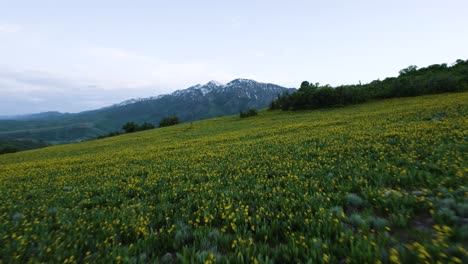 Wildflower-Meadow-in-Utah-Mountain-Field-in-the-Summer,-Aerial-Drone-Flight