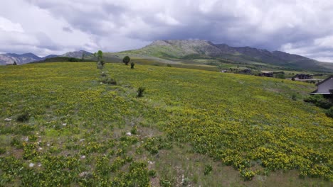 Yellow-Wildflower-Flower-Meadow-in-Utah-Mountains,-Cinematic-Aerial-Landscape