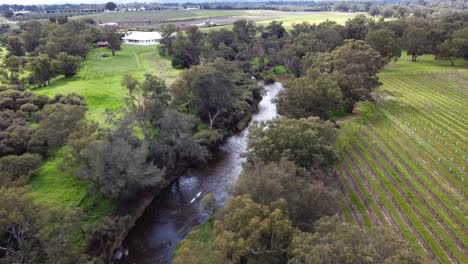 Several-Kayak-Teams-Paddling-In-The-Avon-descent-Boat-Race-Near-Swan-Valley,-Perth---Aerial-View