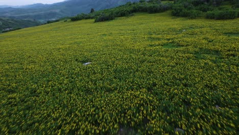 Yellow-Summer-Wildflower-Flower-Meadow-in-Utah-Mountains,-Breathtaking-Aerial-Landscape