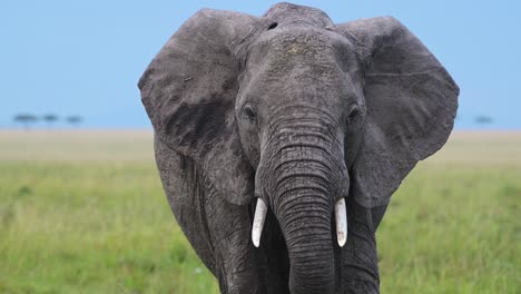 Close-up-shot-of-Elephant-head-walking-towards-camera-with-tusks,-African-Wildlife-in-Maasai-Mara-National-Reserve,-Kenya,-Africa-Safari-Animals-in-Masai-Mara-North-Conservancy