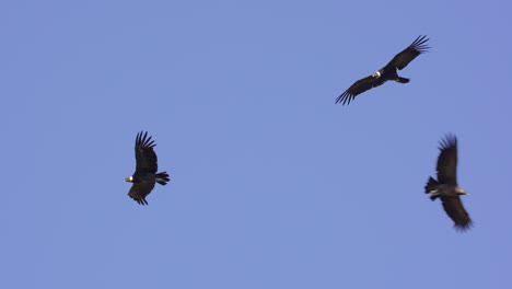 Group-of-Andean-Condors-flying-against-blue-sky-in-the-andes-mountains