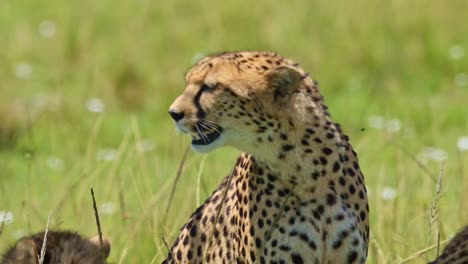 Detail-shot-of-Cheetah-up-close-lying-down-panting,-resting,-sleeping-African-Wildlife-in-Maasai-Mara-National-Reserve,-Kenya,-Africa-Safari-Animals-in-Masai-Mara-North-Conservancy