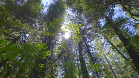 Die-Sonnenbeschienene-Majestät-Des-Regenwaldpfads-Von-Vancouver-Island:-Alte-Bäume-Und-üppiges-Blätterdach