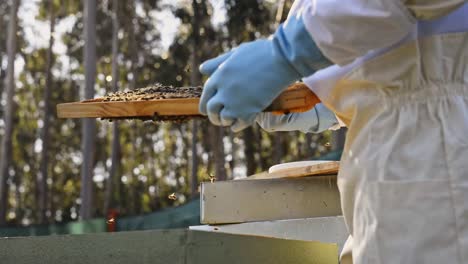 Crop-beekeeper-removing-honeycomb-with-forceps