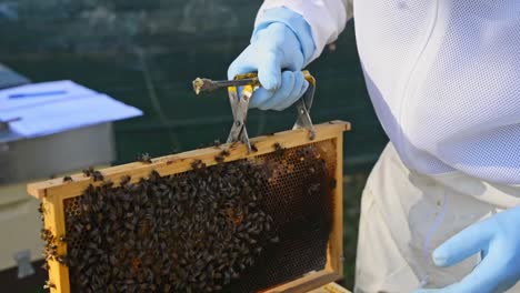 Crop-beekeeper-removing-honeycomb-with-forceps