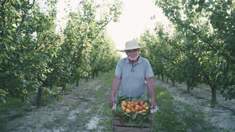 Cheerful-aged-male-farmer-showing-ripe-harvested-apricots