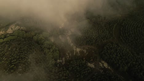 Aerial-view-of-trees-on-mountain-slope