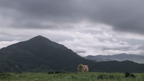 Cow-grazing-in-mountains-under-overcast-sky