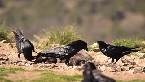 Cuervo-Negro-Comiendo-Presas-En-Una-Pradera-Cubierta-De-Hierba