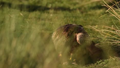Red-kite-eating-prey-on-grassy-meadow