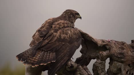 Red-kite-sitting-on-tree-trunk-and-eating-prey