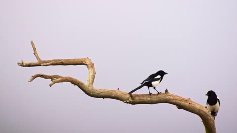 Magpies-eating-bugs-in-tree-branch