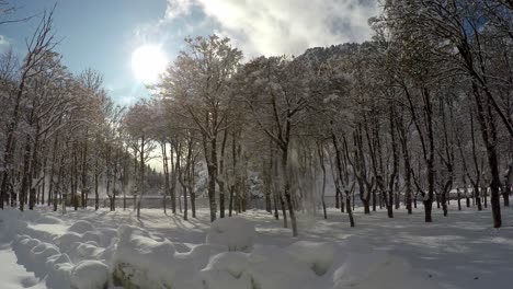 Schnee-Fällt-Von-Bäumen-An-Einem-Sonnigen-Wintertag