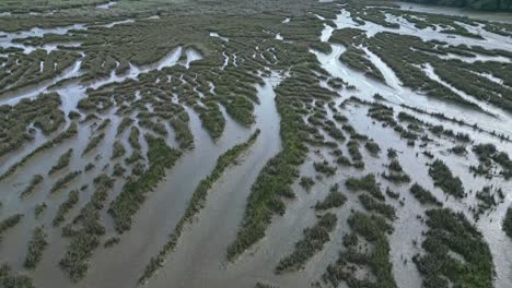 Aerial-view-of-river-estuaries-amidst-green-woods-in-wetlands