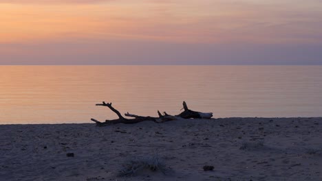 Dry-tree-trunk-lying-on-sandy-beach-near-rippling-sea-at-sunset