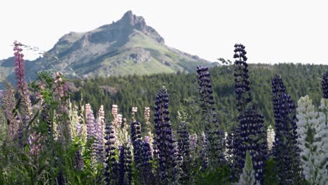 Majestic-field-with-flowers-against-mountains