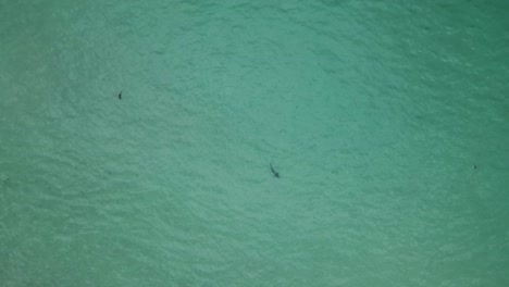 Bird's-eye-view-rising-high-above-leopard-sharks-swimming-in-shallow-sandy-ocean-water
