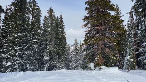 Tilt-down-shot-revealing-a-beautiful-snowy-winter-landscape-of-a-snow-covered-pine-tree-forest-and-white-snow-on-the-ground-in-the-middle-of-the-beautiful-Rocky-Mountains-in-Utah-on-a-spring-day